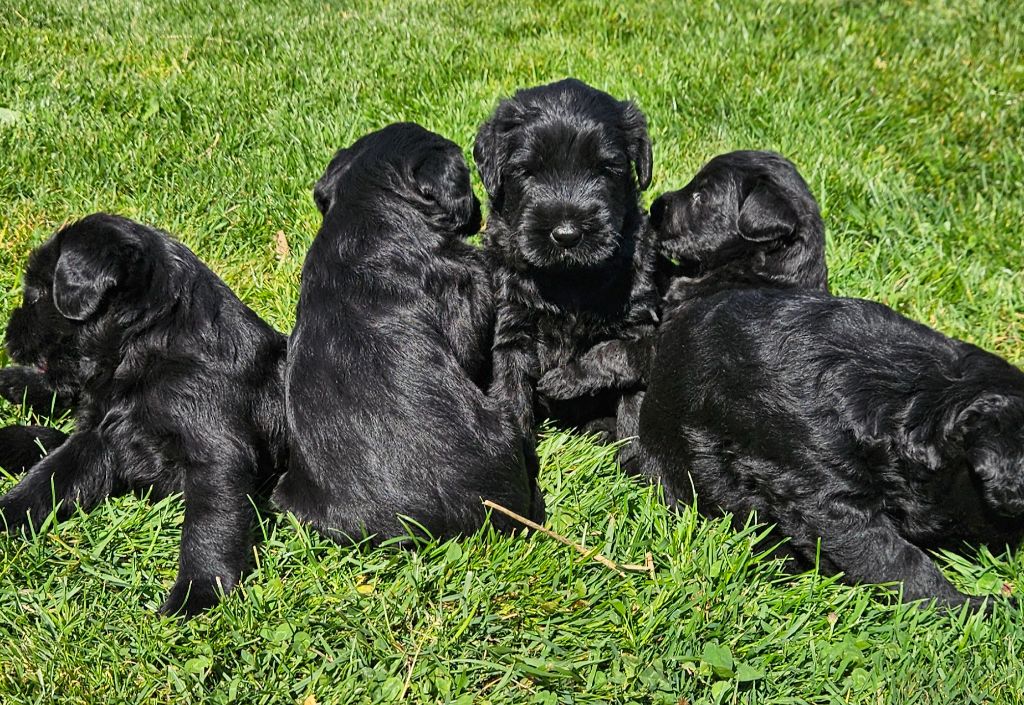 Chiot Schnauzer Geant De La Baie De Somme